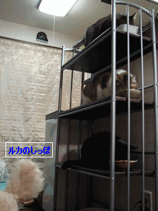 c0136736_2273789.gif