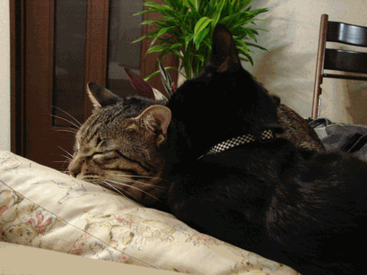 c0136736_2282413.gif