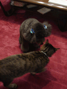 c0136736_22949100.gif