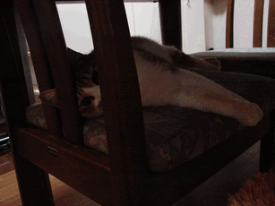 c0136736_229955.gif