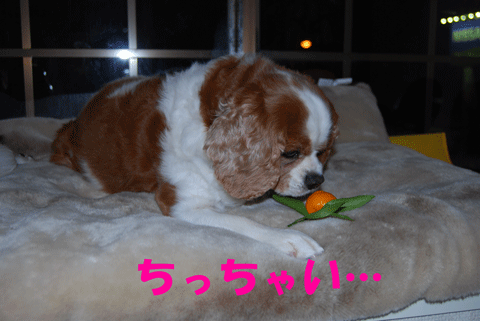 c0136838_20332711.gif