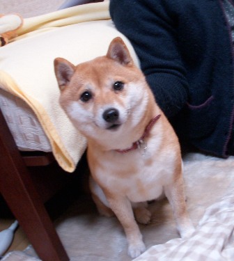 f0004309_0344867.jpg