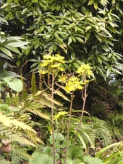 c0069552_2382518.jpg