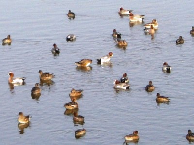 c0078480_16504115.jpg