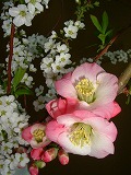 c0125501_2075960.jpg