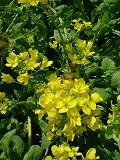 c0125501_2082182.jpg