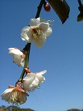 c0125501_21583092.jpg