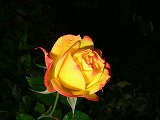 c0125501_2183475.jpg