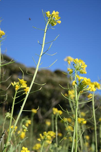 c0035931_12195100.jpg