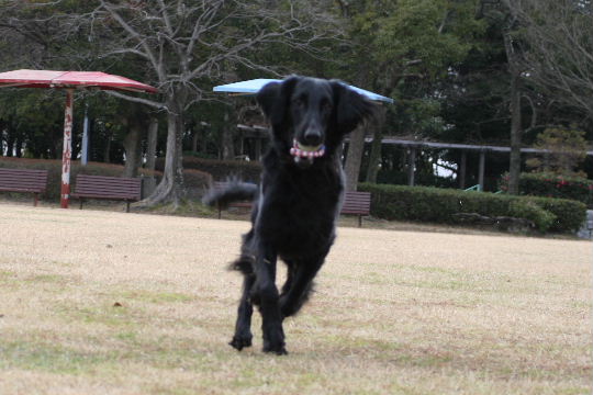 d0070289_1658743.jpg