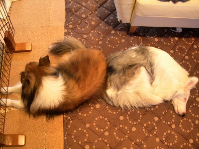 c0078428_1337843.jpg