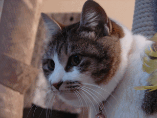 c0136736_18524741.gif