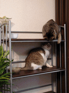 c0136736_18585649.gif