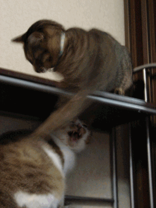 c0136736_18594817.gif