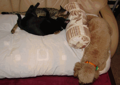 c0136736_19154080.gif
