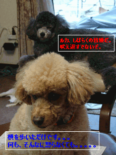 c0136736_199328.gif