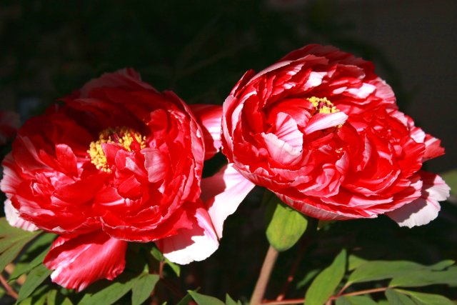 f0044056_18111237.jpg
