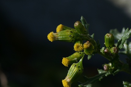 e0054067_11291764.jpg