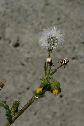 e0054067_1129374.jpg