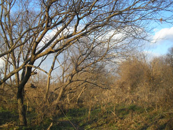 e0083097_2312380.jpg
