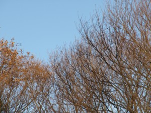 c0119142_5591367.jpg