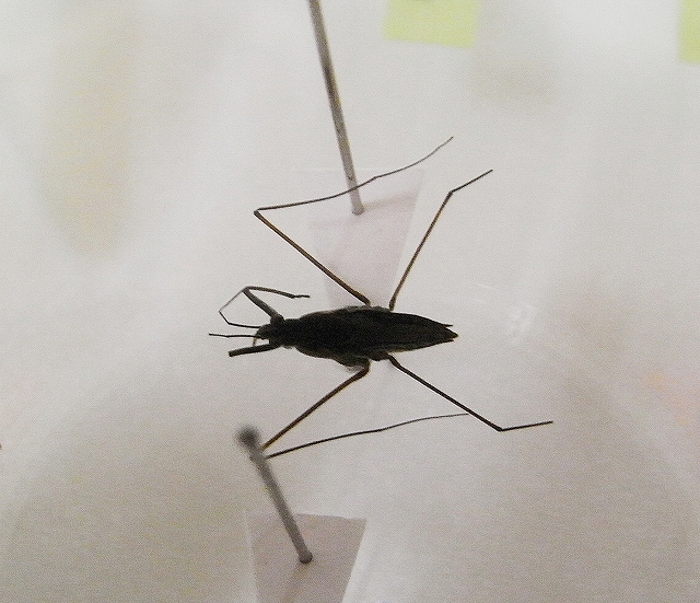 c0142963_2158411.jpg