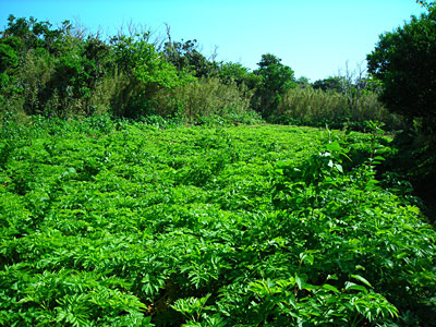 e0097770_22193146.jpg