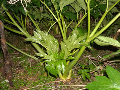 e0097770_22243512.jpg