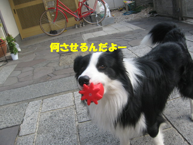 e0117976_12341647.jpg
