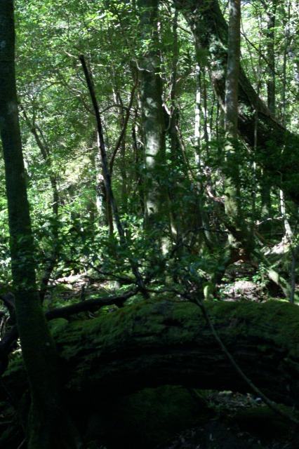 d0079278_19372542.jpg