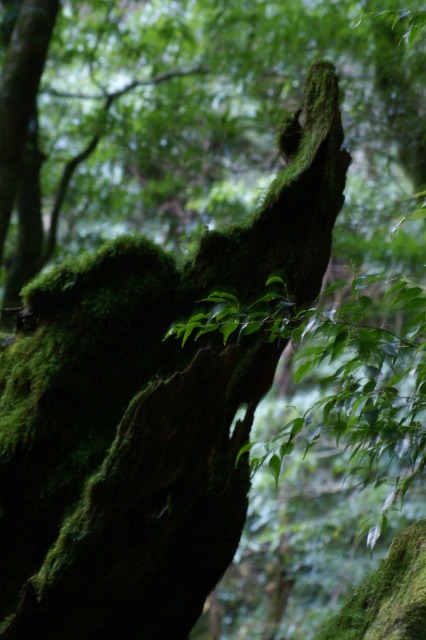 d0079278_19374572.jpg