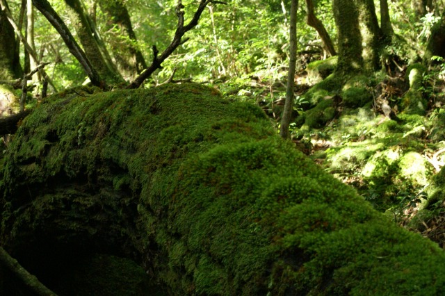 d0079278_1938869.jpg