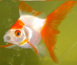d0095278_813472.jpg