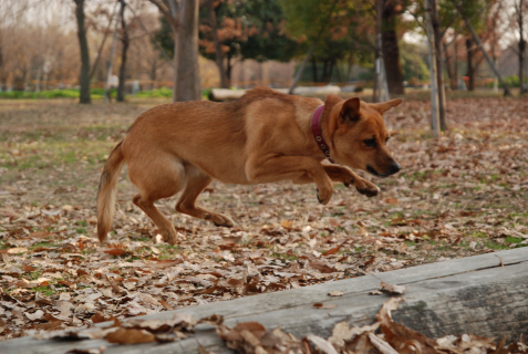 c0117383_20111480.jpg