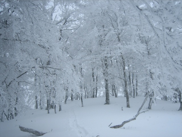 c0147398_15294142.jpg