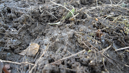 f0065604_2015371.jpg