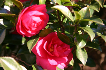 a0041108_2233595.jpg