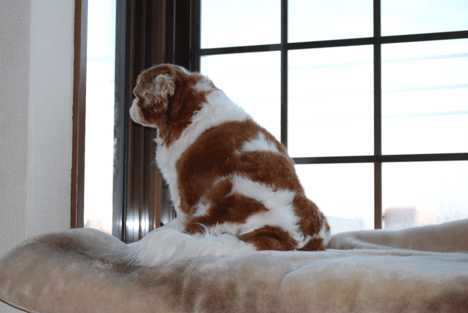 c0136838_1124199.gif