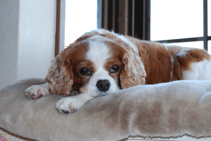 c0136838_123151.gif