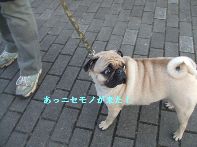 e0121548_2050215.jpg