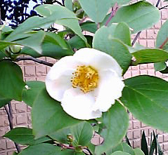 e0098256_0525544.jpg