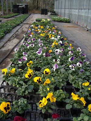 e0097770_2321330.jpg