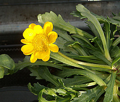 e0097770_2335431.jpg