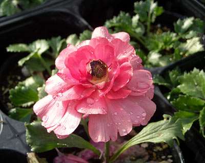 e0097770_2342562.jpg
