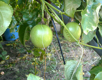 e0097770_2383146.jpg