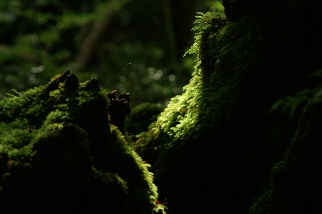 d0079278_18442061.jpg