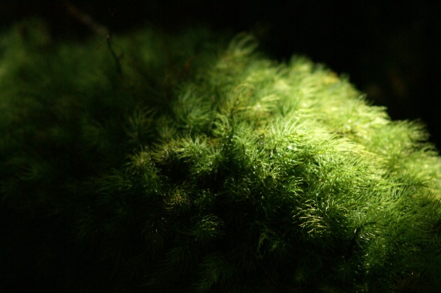 d0079278_1844312.jpg