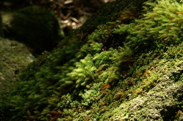 d0079278_18591229.jpg