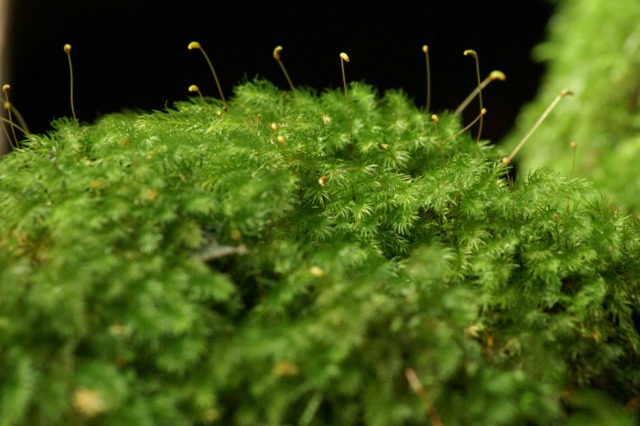 d0079278_18593445.jpg