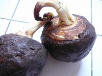 f0036481_20221326.jpg